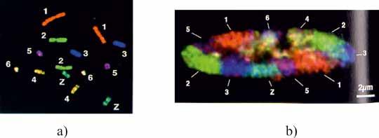 MOLEKULINĖ BIOLOGIJA 3.21 pav. Mitozinės chromosomos ir jų sritys per interfazę.