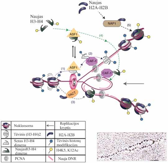 III. CHROMATINO MOLEKULINĖ STRUKTŪRA Naujų histonų įjungimą į nukleosomas valdo baltymai histonų šaperonai, kurie prijungia histonus citozolyje ir branduolyje juos nukreipia link DNR.