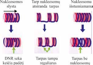 MOLEKULINĖ BIOLOGIJA (3.23 pav.). Vykstant šiems pokyčiams, turi būti suardomi ir vėl sudaromi molekuliniai ryšiai tarp histonų molekulių ir DNR.