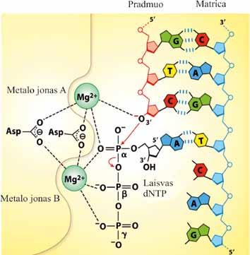 MOLEKULINĖ BIOLOGIJA 4.5 pav. DNR polimerazės katalizuojamos reakcijos mechanizmas, pasiūlytas T. Steico (D. L. Nelson, M. M. Cox.