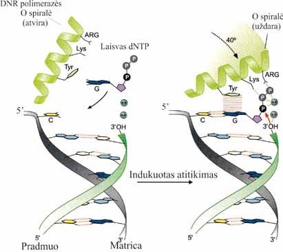 MOLEKULINĖ BIOLOGIJA ralė (O spiralė) pasisuka ~ 40º kampu (4.10 pav.). Ji labai priartėja prie dntp ir sudaro su juo ryšius. Atvirojoje fermento konformacijoje ši spiralė yra nutolusi nuo dntp.