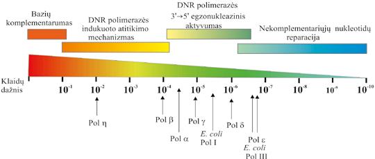 IV. DNR BIOSINTEZĖ (REPLIKACIJA) kurių heterociklinės bazės yra tam tikros tautomerinės formos, gali būti tiksliai išdėstomi katalizinei reakcijai fermento aktyviajame centre ir įjungiami į