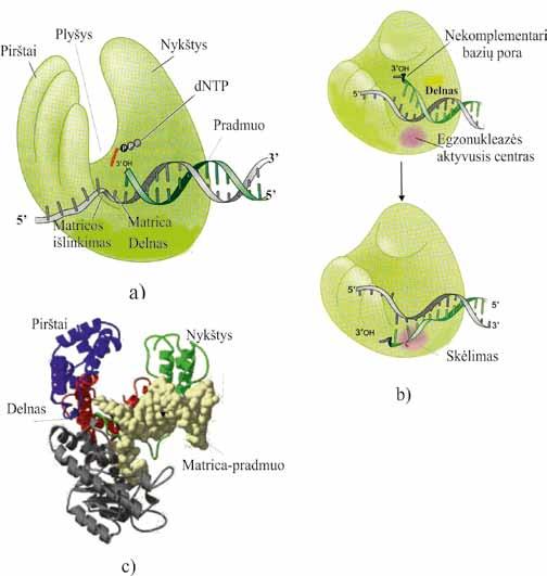 IV. DNR BIOSINTEZĖ (REPLIKACIJA) Kiti du polimerazių domenai tai pirštai (angl. fingers) ir nykštys (angl. thumb) (4.12 pav., a c).