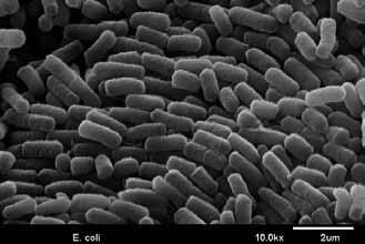 I. ĮVADAS. Pamatinė molekulinės biologijos dogma ir molekulinės biologijos mokslo raida Paprasčiausia gyvybės forma yra virusas.