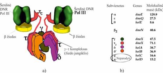 MOLEKULINĖ BIOLOGIJA DNR III polimerazės katalizuojamai reakcijai in vitro užtenka trijų baltymų: α, ε ir θ.