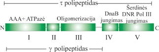 IV. DNR BIOSINTEZĖ (REPLIKACIJA) 4.17 pav. E.