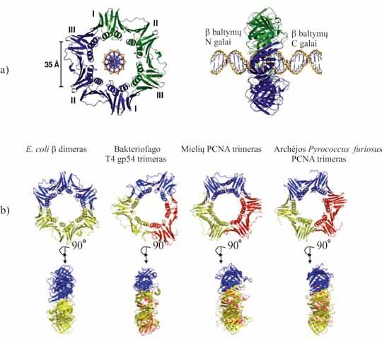 MOLEKULINĖ BIOLOGIJA Prieš prisijungiant šerdinėms DNR III polimerazėms prie DNR grandinių ir prieš prasidedant DNR sintezei, prie DNR pirmiausiai jungiami žiedai.