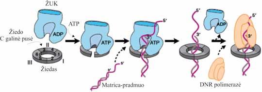 IV. DNR BIOSINTEZĖ (REPLIKACIJA) Žiedo užkėlimo kompleksas su prijungtu prie jo ir pravertu žiedu užkelia žiedą ant DNR.