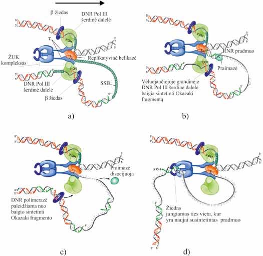 IV. DNR BIOSINTEZĖ (REPLIKACIJA) zžuk kompleksas pašalina praimazę, jai susintetinus pradmenį; kiekvienam naujam pradmeniui sintetinti praimazė pritraukiama iš aplinkinės terpės; z prie