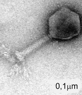 MOLEKULINĖ BIOLOGIJA sitarnavo gaunant daugelį molekulinės biologijos žinių. Pvz., informacija apie nukleorūgštis ir baltymus buvo gauta tiriant bakterijų ląstelių sudėtinius komponentus.