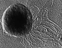 Vilniaus universiteto Biochemijos instituto mokslininkų atrastas Klebsiella bakterijas infekuojantis bakteriofagas RaK2 (PLOS One, 2013, DOI: 10.1371) Bakteriofagai.