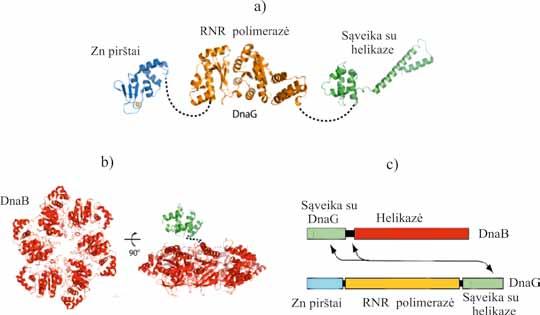 MOLEKULINĖ BIOLOGIJA tetinami in vivo). Praimazių procesyvumas yra labai mažas, in vivo jos gali sintetinti ne ilgesnius nei 11±1 nukleotidų RNR. E.