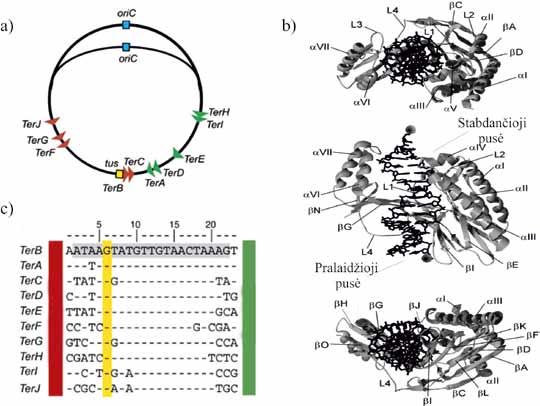 IV. DNR BIOSINTEZĖ (REPLIKACIJA) Antrasis modelis remiasi Ter srities ir Tus baltymo komplekso su replikacine šakute (imituota situacija, kurią sukuria helikazė, priartėjusi prie Ter srities)