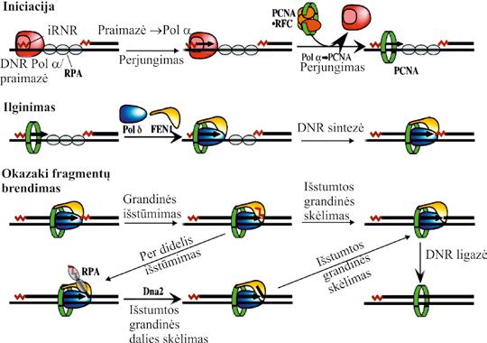 MOLEKULINĖ BIOLOGIJA 4.36 pav. Okazaki fragmentų brendimas eukaruotuose dalyvaujant FEN1 ir Dna2 baltymams (Critical Reviews in Biochemistry and Molecular Biology, v. 40, p. 115, 2005) 4.4.9.