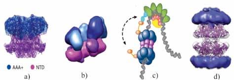 IV. DNR BIOSINTEZĖ (REPLIKACIJA) 4.37 pav. MCM2 7 baltymų erdvinė struktūra. Sulfolobus sulfolactarius MCM2 7 komplekso erdvinė struktūra.
