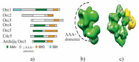 MOLEKULINĖ BIOLOGIJA 4.38 pav. ORC baltymų struktūra. ORC ir Cdc6 baltymų domeninė organizacija. WHD sparnuotos spiralės domenas (angl. winged helix domain), BAH bromo kaimynystės (angl.