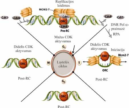 IV. DNR BIOSINTEZĖ (REPLIKACIJA) Mielėse ORC kompleksas yra prisijungęs prie DNR per visą ląstelės ciklą.