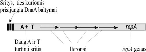 IV. DNR BIOSINTEZĖ (REPLIKACIJA) 4.44 pav.