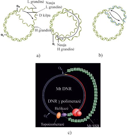 MOLEKULINĖ BIOLOGIJA 4.5.3. DNR replikacija D kilpos mechanizmu D kilpos mechanizmu vyksta mitochondrijų žiedinės dvigrandinės DNR replikacija.
