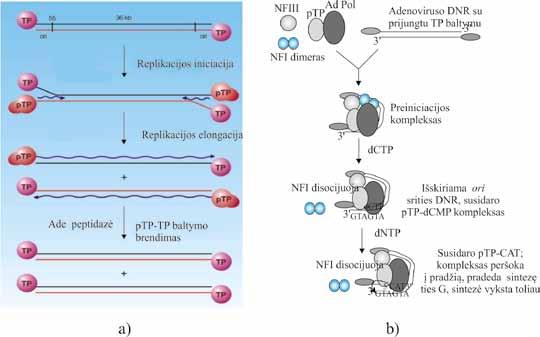 MOLEKULINĖ BIOLOGIJA Bakteriofagas φ29 ir adenovirusas sintetina linijines DNR dar kitokiu savitu būdu. Pradmens vaidmenį DNR sintezėje atlieka DNR gale kovalentiniu ryšiu prijungtas baltymas.