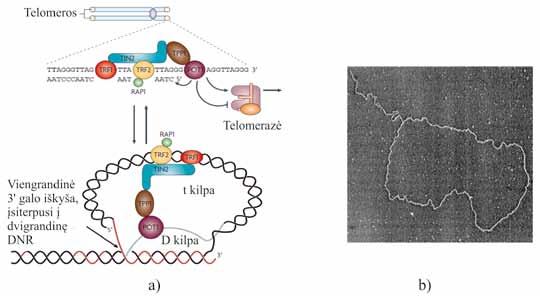 IV. DNR BIOSINTEZĖ (REPLIKACIJA) 4.50 pav. Telomerų DNR ir baltymų komplekso struktūra. Žinduolių šelterino kompleksas ir telomerinės DNR kilpos (a) (Nature Reviews Cancer, v. 8, p.