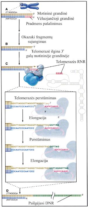 IV. DNR BIOSINTEZĖ (REPLIKACIJA) 4.52 pav. Telomerazės veikimo mechanizmas (T. D. Pollard, W.