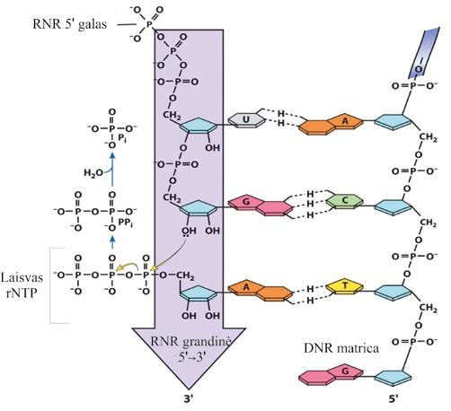 MOLEKULINĖ BIOLOGIJA RNR transkripcija tam tikrais bruožais skiriasi nuo DNR replikacijos: zkitaip nei naujai sintetinamos dukterinės DNR grandinės, sintetinama RNR molekulė nesudaro ištisinio