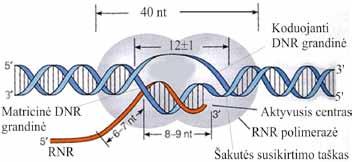 MOLEKULINĖ BIOLOGIJA Du vienodi bakterinės RNR α polimerazės subvienetai I ir II yra išsidėstę už plyšio (5.5 pav., a, b).