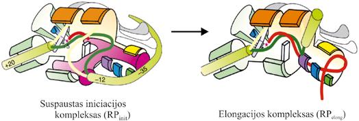 V. RNR BIOSINTEZĖ (TRANSKRIPCIJA) 5.9 pav. Bakterijų RNR polimerazės transkipcijos ciklas: iniciacija ir elongacija. Skaičiais pažymėtos promotoriaus DNR nukleotidų padėtys (Trends in Microbiology, v.