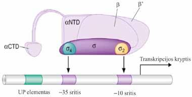 V. RNR BIOSINTEZĖ (TRANSKRIPCIJA) 5.11 pav. Bakterijų RNAP holofermento sąveika su promotoriumi. αctd α subvieneto C galinis domenas; αntd α subvieneto N galinis domenas (J. D. Watson, T. A. Baker, S.