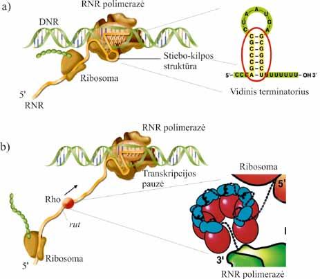 MOLEKULINĖ BIOLOGIJA Per transkripcijos elongaciją TEC kompleksas taip pat gali būti sustabdomas į terminatorius panašių struktūrų, susidarančių RNR molekulėje.