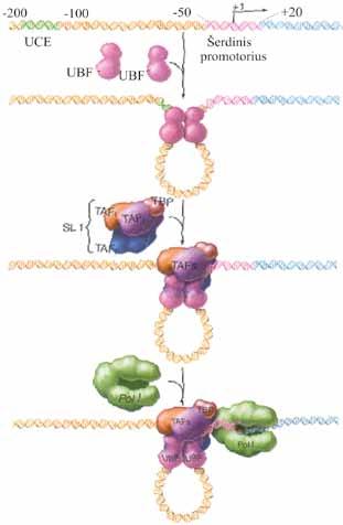 V. RNR BIOSINTEZĖ (TRANSKRIPCIJA) Transkripcijos iniciacija ties rrnr genų promotoriais žymiai veiksmingesnė, kai prieš šerdinį promotorių yra UCE (angl. upstream control element) elementas (5.15 pav.