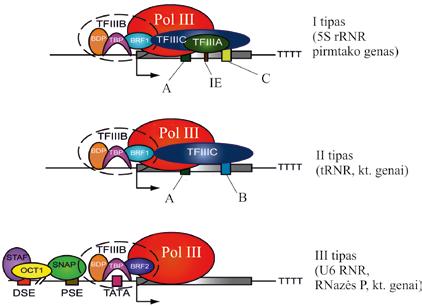 MOLEKULINĖ BIOLOGIJA 5.17 pav. Žmogaus ląstelių RNR III polimerazės preiniciacijos kompleksai, susimontavę ties I III tipo promotoriais.