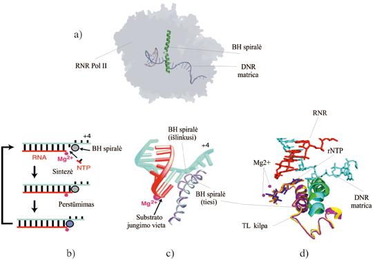 V. RNR BIOSINTEZĖ (TRANSKRIPCIJA) tymu RNR II polimerazėje.
