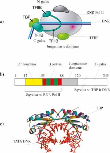 MOLEKULINĖ BIOLOGIJA TFIIH veiksnys reikalingas RNR Pol II transkripcijos iniciacijos (DNR grandinių atskyrimo, transkripcijos burbulo susidarymo), atsilaisvinimo nuo promotoriaus (angl.