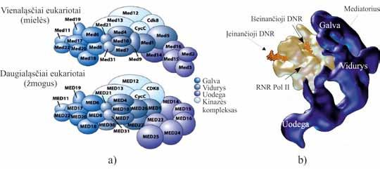 MOLEKULINĖ BIOLOGIJA baltymus koduojančių genų ir RNR Pol II: genų supresorinės mutacijos panaikino efektus, sukeliamus sutrumpėjusio RNR Pol II CTD domeno.