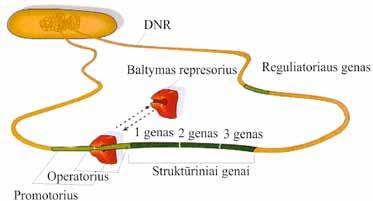 MOLEKULINĖ BIOLOGIJA Apibūdinant genų veiklos valdymo mechanizmus yra vartojami terminai struktūrinis genas (angl. structural gene) ir reguliatoriaus genas (angl. regulator gene).
