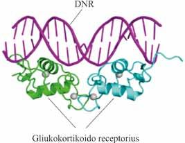 V. RNR BIOSINTEZĖ (TRANSKRIPCIJA) z spiralės-posūkio-spiralės motyvai; z spiralės-kilpos-spiralės motyvai; z leucino užtrauktuko motyvai.