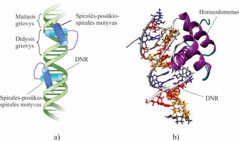 MOLEKULINĖ BIOLOGIJA turinčių cinko piršto motyvų pasikartojimų baltymuose nėra daug: pvz., gliukokortikoidų ir estrogenų receptoriai jų turi po du.