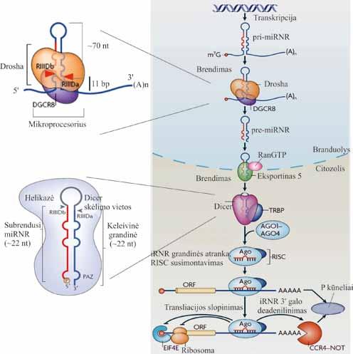 V. RNR BIOSINTEZĖ (TRANSKRIPCIJA) Nustatyta ir netipiškų mirnr brendimo būdų, kuriuose nedalyvauja Mikroprocesoriaus kompleksas ar Dicer endonukleazė.