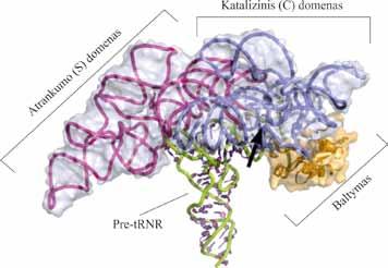 VI. RNR brendimas 6.2 pav. Bakterijų pre-trnr 5 galo brendimas dalyvaujant RNazei P (Nature Reviews Microbiology, v. 4, p.