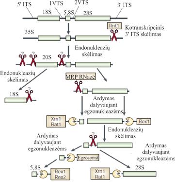 MOLEKULINĖ BIOLOGIJA 6.13 pav. Pre-RNR brendimas eukariotuose. ITS išorinės transkribuojamosios sekos, VTS vidinės transkribuojamosios sekos (Nature Reviews Molecular Cell Biology, v. 2, p.