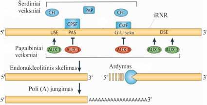 MOLEKULINĖ BIOLOGIJA 6.5.2. Pre-iRNR 3 galo modifikavimas Baltymus koduojančių genų transkripcijos, kurioje dalyvauja RNR Pol II, terminacija yra susijusi su pre-irnr 3 galo brendimu.