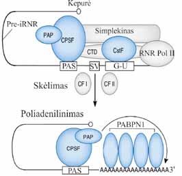 VI. RNR brendimas Prie histonų irnr poli (A) seka 3 gale nėra prijungiama. pre-irnr 3 galą skelia endonukleazė.