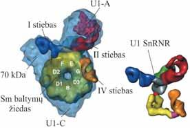 MOLEKULINĖ BIOLOGIJA z Sm baltymai šerdiniai splaisosomos baltymai. Kiekvienoje snrnp dalelėje, išskyrus U6, yra vienodas septynių Sm baltymų rinkinys: B / B, D3, D2, D1, E, F ir G.