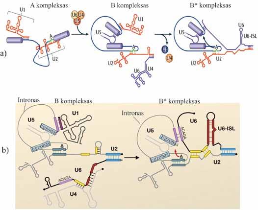 VI. RNR brendimas Tada splaisosomos B komplekse įvyksta struktūrinių pokyčių, kurių metu susidaro RNR-RNR sąveikų tinklas, užtikrinantis tolesnes katalizines introno skėlimo ir egzonų sujungimo