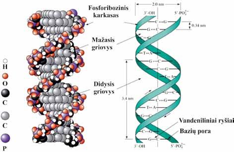 MOLEKULINĖ BIOLOGIJA Iš pirmo žvilgsnio DNR ir RNR pirminės struktūros atrodo labai panašios.