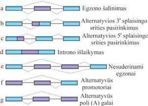 VI. RNR brendimas Žmogaus ir pelės tyrimai liudija, kad alternatyvusis splaisingas yra susijęs su nesenu egzonų įgijimu ar praradimu genuose.