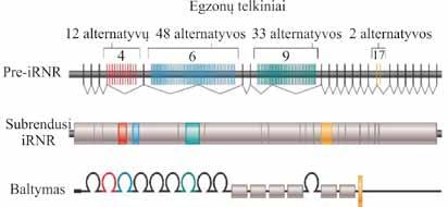 MOLEKULINĖ BIOLOGIJA 6.38 pav. Drosophila melanogaster DSCAM geno pre-irnr alternatyvusis splaisingas nesuderinamų egzonų būdu (http://bio3400.nicerweb.