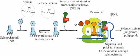 VII. BALTYMŲ BIOSINTEZĖ (TRANSLIACIJA) Seleno baltymų rasta visų gyvybės domenų organizmuose, tačiau kai kurie jų neturi, pvz., grybai ir aukštesnieji augalai.